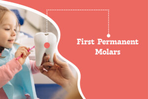 First permanent molars