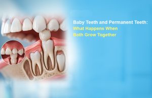 Baby Teeth and Permanent Teeth